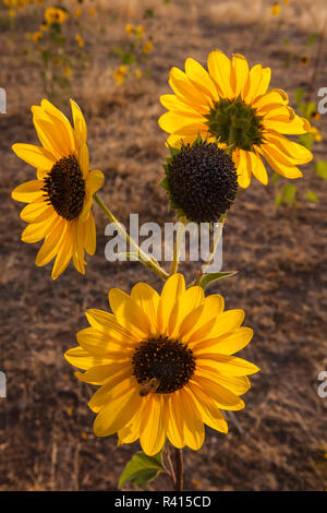 USA, Utah, Fillmore. Sonnenblume (Helianthus annuus) Blüte Stockfoto