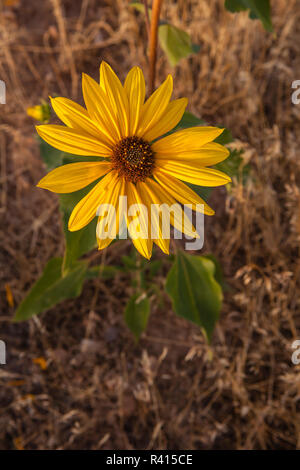 USA, Utah, Fillmore. Sonnenblume (Helianthus annuus) Blüte Stockfoto