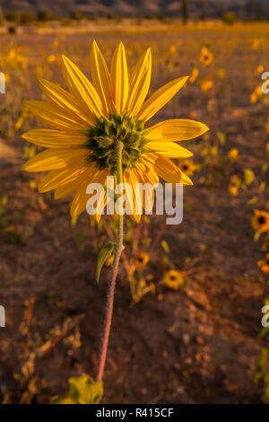 USA, Utah, Fillmore. Sonnenblume (Helianthus annuus) Blüte Stockfoto