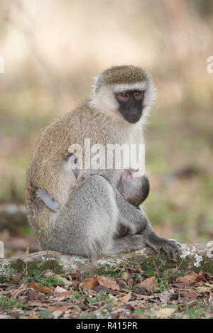 Meerkatze mit schwarzem Gesicht Säugling Stockfoto