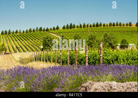 USA, Washington, Walla Walla. Lavendel am Weinberg von aMaurice Kellern. Stockfoto