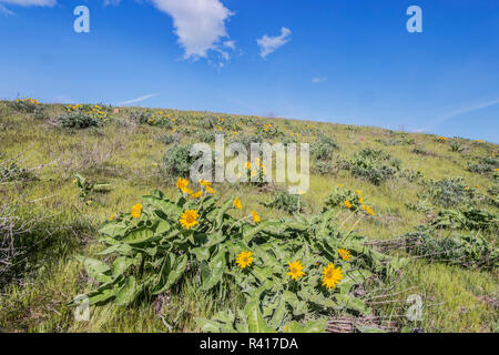 USA, Washington State, Columbia Hills State Park, Arrowleaf Balsamroot blühen im Frühling Stockfoto