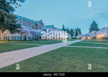 USA, Washington State. Seattle, Universität von Washington, Kirschbäume blühen in der Quad in der Morgendämmerung Stockfoto