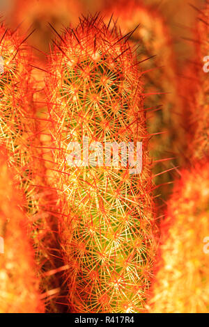 Mammillaria elongata (Gold lace Kaktus oder ladyfinger Kaktus). Native zu zentralen Mexiko, in einem Garten in Seattle kultiviert. Stockfoto