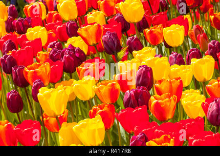 Verschiedenen farbigen Tulpen in voller Blüte in der Nähe von Mount Vernon, Skagit Valley, Washington State, USA Stockfoto