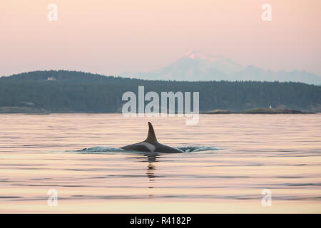 Orca bei Sonnenuntergang mit Mt. Baker hinter von Pod der ansässigen Orca Wale in Haro Meerenge in der Nähe von San Juan Island, Washington State, USA Stockfoto