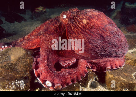 Riesige Pazifik Octopus (Enteroctopus dofleini), Seattle Aquarium Tank Anzeige, Seattle, Washington State Stockfoto