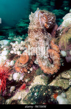 Riesige Pazifik Octopus (Enteroctopus dofleini) Stockfoto