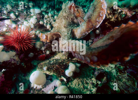 Riesige Pazifik Octopus (Enteroctopus dofleini), Pacific Northwest Stockfoto