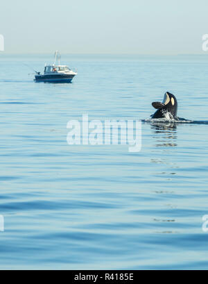 Spy hopping Juvenile Orca von Pod der ansässigen Orca Wale (Orcinus orca) in Haro Meerenge in der Nähe von San Juan Island, Washington State, USA Stockfoto