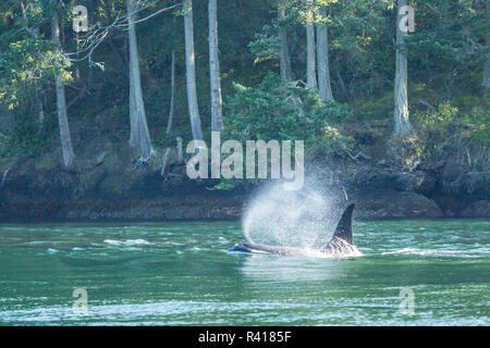 Pod der ansässigen Orca Wale (Orcinus orca) in Haro Meerenge in der Nähe von San Juan Island, Washington State, USA Stockfoto