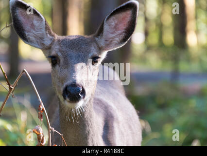 USA, Washington State. Mt. Baker Snoqualmie National Forest. Kolumbianische Black-tailed doe am Hufeisen Cove Campground Stockfoto