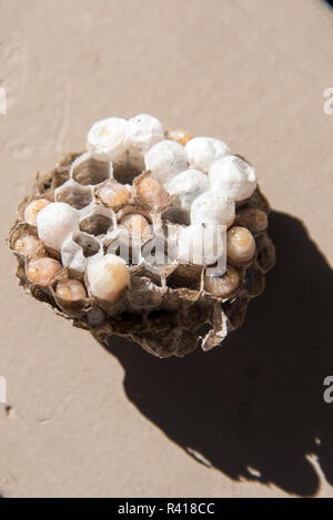 USA, Washington State. Vorteilhaft, aber aggressive Wespe. Unverfrorene Hornet Larve in Kammern mit liegendem Nest Stockfoto