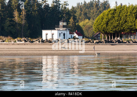 USA, Washington State, Hansville. Mensch und Hund am Strand. Punkt keine Point Lighthouse, Älteste in Puget Sound, in ruhigen Admiralty Inlet wider Stockfoto