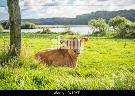 Kalb entspannen im Gras Stockfoto