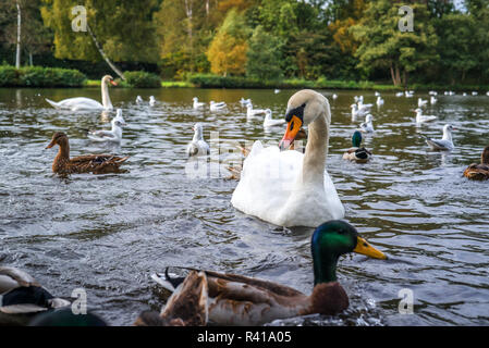 Vögel in einem See Stockfoto