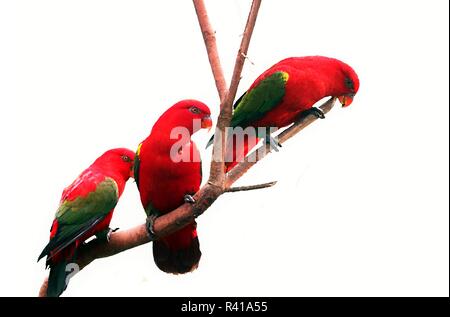 Drei rote Vogel auf drei Zweig Stockfoto