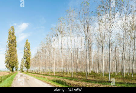 Pappeln Grove und Country Road Stockfoto