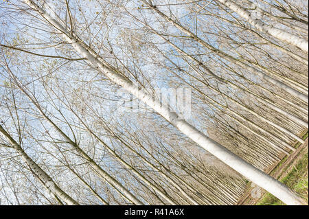 Poplar Grove Stockfoto