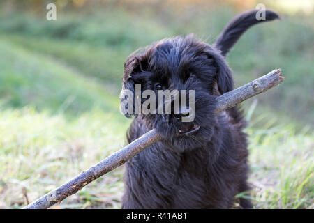 Die welpen von riesigen Schwarzen Schnauzer Hund Stockfoto