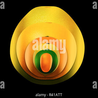 Acht beliebten Zitrusfrüchte sind dargestellt in der Abbildung. Diese umfassen: pomelo, Grapefruit, Orange, Limette, Zitrone, Mandarine, Key Lime und kumquat. Stockfoto