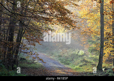 Herbstliche Stimmung im Mischwald Stockfoto