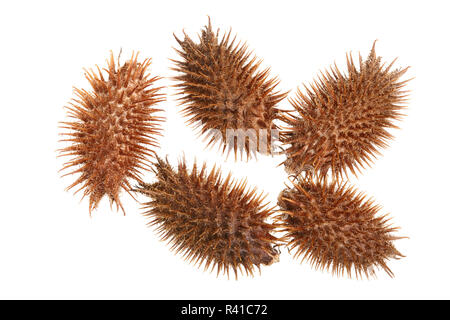 Trockene Xanthium strumarium auf weißem Hintergrund hat medizinische Eigenschaften. Ansicht von oben. Flach Muster Stockfoto