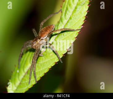 Ein floss Spinne sitzt auf einem Blatt und lauern auf Beute. Stockfoto