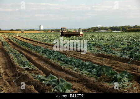 In hatzenbÃ¼hl weikrauternte/Pfalz Stockfoto