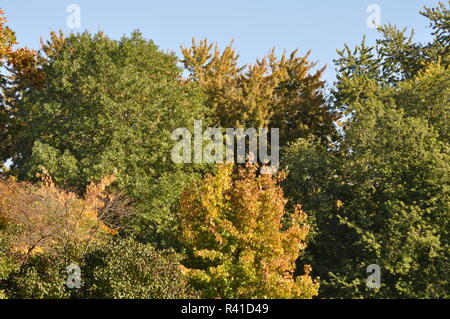 Die herbstlichen Bäume mit Gelb, Braun und sogar einige grüne Blätter Stockfoto