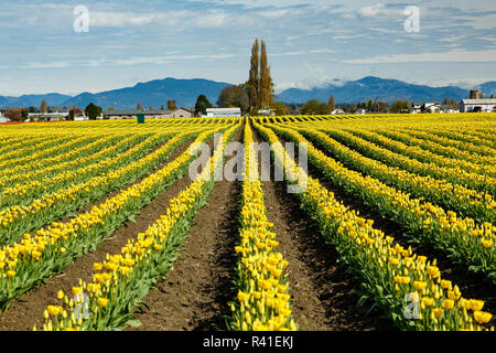 Reihen von gelbe Tulpen, Skagit Valley Tulpenfest, Washington State Stockfoto