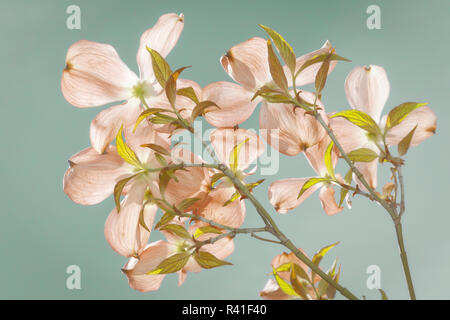 USA, Washington State, seabeck. Eingefärbte rosa Hartriegel Blüten. Stockfoto