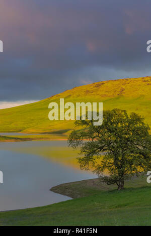 USA, Kalifornien, Black Butte Lake. Eiche und See bei Sonnenuntergang. Credit: Don Paulson/Jaynes Galerie/DanitaDelimont. com Stockfoto