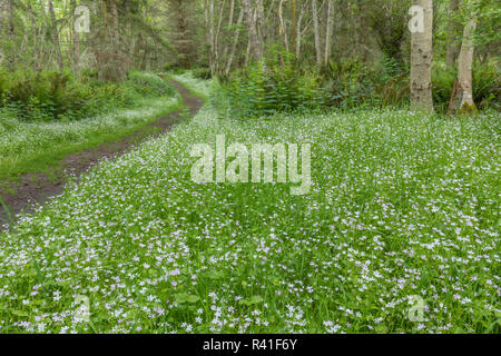 USA, Washington State, Fort Flagler State Park. Sibirische Frühling Schönheit Teppiche Waldboden. Stockfoto