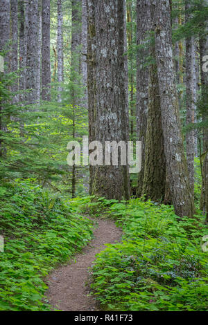 USA, Washington State, Gifford Pinchot National Forest. Trail und den Wald. Stockfoto