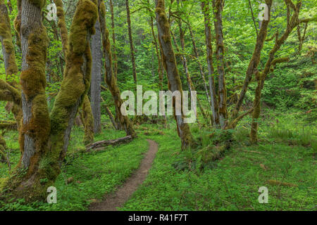 USA, Washington State, Gifford Pinchot National Forest. Trail und den Wald. Stockfoto