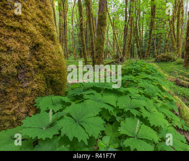 USA, Washington State, Gifford Pinchot National Forest. Vanille Blatt in bigleaf Maple Grove. Stockfoto