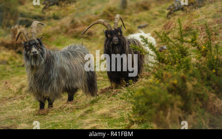 Wild oder verwilderte Ziegen in den Highlands von Schottland, Großbritannien. Eine nicht einheimische einheimische Arten, die sich wild und frei geworden, die Highlands und die Inseln. Stockfoto