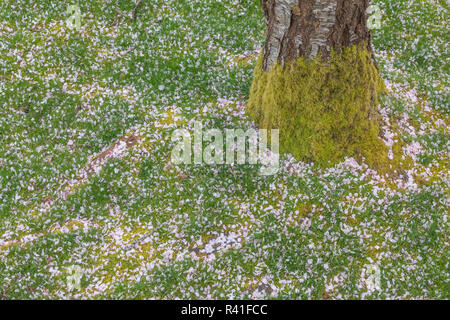 USA, Washington State, seabeck. Cherry Blossom Blütenblättern um Baum gefallen. Stockfoto