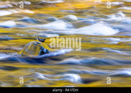 USA, Washington State, Olympic National Park. Golden River Reflexionen von Sonnenbeschienenen Ahornbäumen. Stockfoto