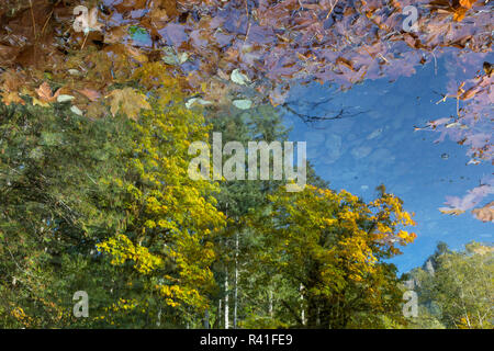 USA, Washington State, Olympic National Forest. Reflexionen von Herbst Ahorn im Fluss. Stockfoto