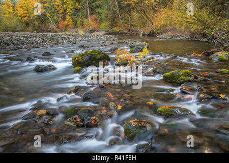 USA, Washington State, Olympic National Forest. Herbst Wald Farben und Hamma Hamma River. Stockfoto