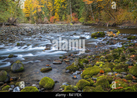 USA, Washington State, Olympic National Forest. Herbst Wald Farben River. Stockfoto