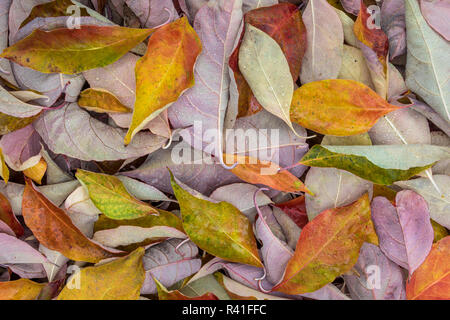 USA, Washington State, seabeck. Gefallenen hartriegel Blätter in der Nähe. Stockfoto