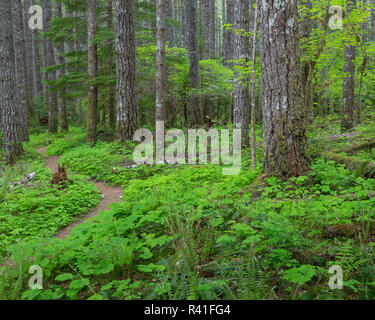 USA, Washington State, Gifford Pinchot National Forest. Lewis River Trail im Wald. Stockfoto