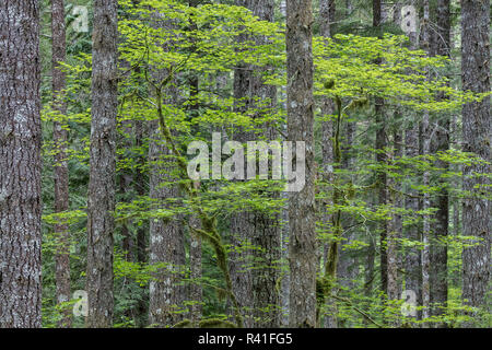 USA, Washington State, Gifford Pinchot National Forest. Wald Scenic. Stockfoto