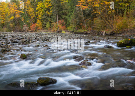 USA, Washington State, Olympic National Forest. Herbst Wald Farben und Hamma Hamma River. Stockfoto