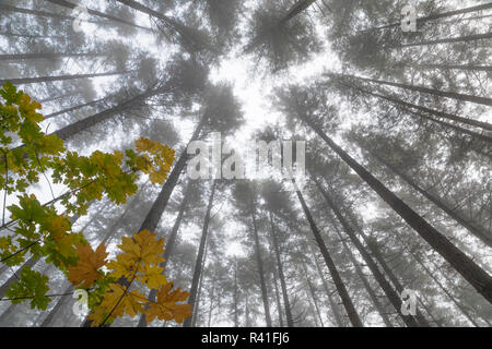 USA, Washington State, seabeck. Zu Bäumen auf nebligen Morgen. Stockfoto