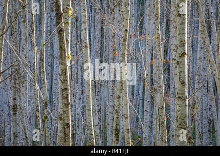 USA, Washington State, seabeck. Junge Erle Grove. Stockfoto