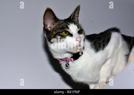 Inländische tabby Katze. Stockfoto